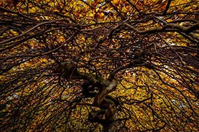 Hêtre tortillard en automne, dans la forêt des Faux de Verzy, à proximité de Reims.