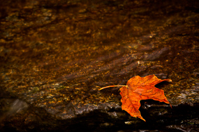 Feuille d'érable posée sur un rocher, Dixville Flume, Dixville State Park, New-Hampshire, USA