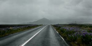 Lupins sur la route N°1, Islande