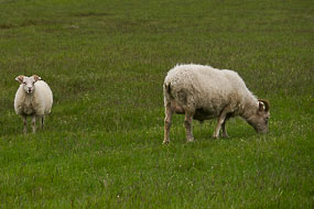 Moutons sur la F206, Islande