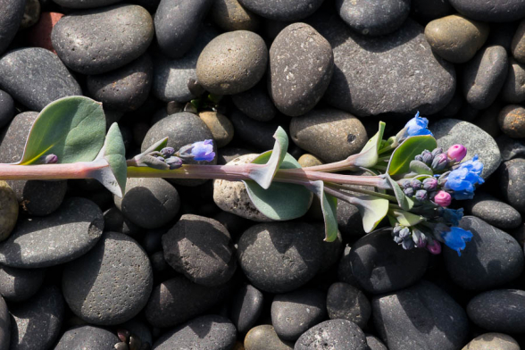 Fleur poussant à l'horizontale pour survivre malgré le vent, Fjords de l'Est, Islande