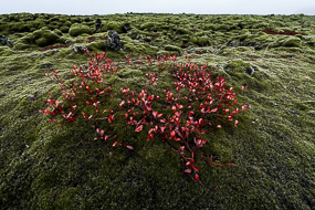 Végétation rampante sur les blocs de lave recouverts de mousse, Islande