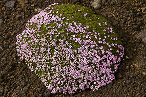 Fleurs dans les graviers volcaniques, Péninsule de Snæfellsnes, Islande