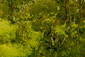 Algues et végétion vivant dans les eaux volcaniques, Hveravellir, Islande