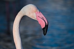 Flamant rose, Parc ornithologique de Pont de Gau, Camargue