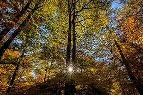 Sous-bois en automne, Forêt de Verzy, à proximité de Reims