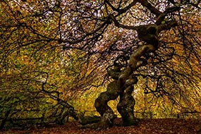 Hêtre tortillard en automne, dans la forêt des Faux de Verzy, à proximité de Reims.