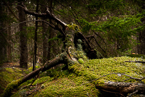 Mousse sur arbre couché, Pretty March Road, Acadia National Park, Maine, USA