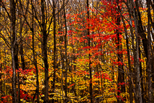 Forêt en automne, Bois Beckett, Sherbrooke, Québec
