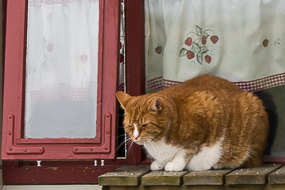 Chat sur un bord de fenêtre, Bakkagerdi