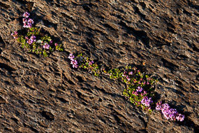 Fleurs incrustées dans la roche, Péninsule de Snæfellsnes, islande