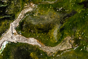 Algues vivant dans les eaux volcaniques, Hveravellir, Islande