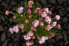 Fleurs dans les caillous noirs, Islande
