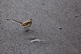 Petit oiseau, Vik, Islande