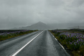 Lupins sur la route N°1, Islande
