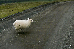 Mouton qui traverse devant la voiture, F208