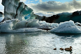 Famille d'eiders à duvet nageant devant des icebergs sur le lac de Jokulsarlon, Islande