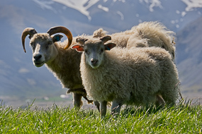 Moutons, Fjords de l'Est, Islande
