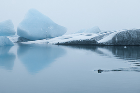 Phoque nageant au mileu des icebergs du lac de Jokulsarlon, Islande