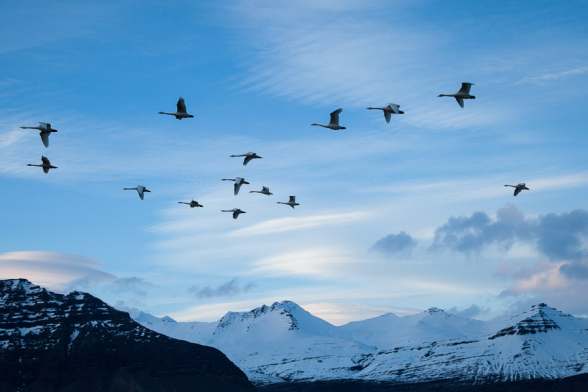 Le soir, les cygnes s'envolent en formation, sud de l'Islande
