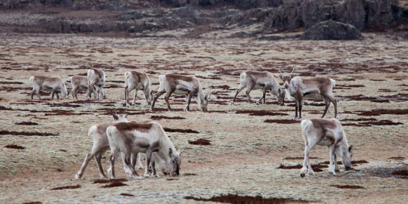 Le pelage des rennes se confond avec l'herbe jaune de ce plateau où ils paissent en hiver, Islande