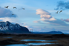 Envol de cygnes, le soir dans un ciel venteux avec de nuages lenticulaires, sud de l'Islande