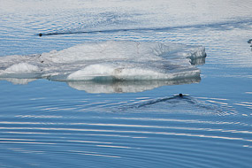 Phoques nageant dans la lagune glaciaire de Jokulsarlon, Islande