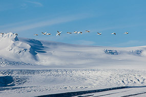 Les cygnes survolent le Breidamerkurjokull, glacier au dessus du Jokulsalon, Islande