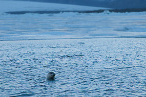 Tête de phoque émergeant de la lagune glaciaire de Jokulsarlon