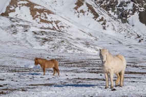 Les chevaux Islandais restent dehors en hiver, ils sont très résistants.