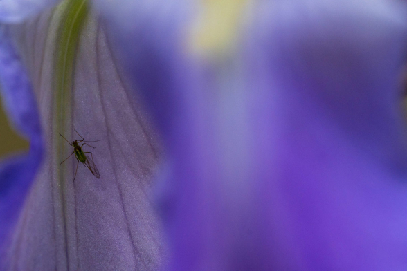 Insecte sur Iris bleu