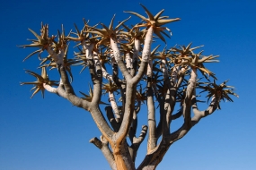 Arbre à carquois (Kokerboom) - Namibie