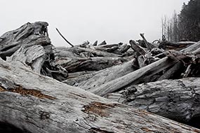 Troncs d’arbres échoués sur Ruby-Beach dans l’Omympic National Park, état de Washington, USA