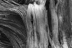 Texture de bois, Utah, USA, 2007, Noir et Blanc
