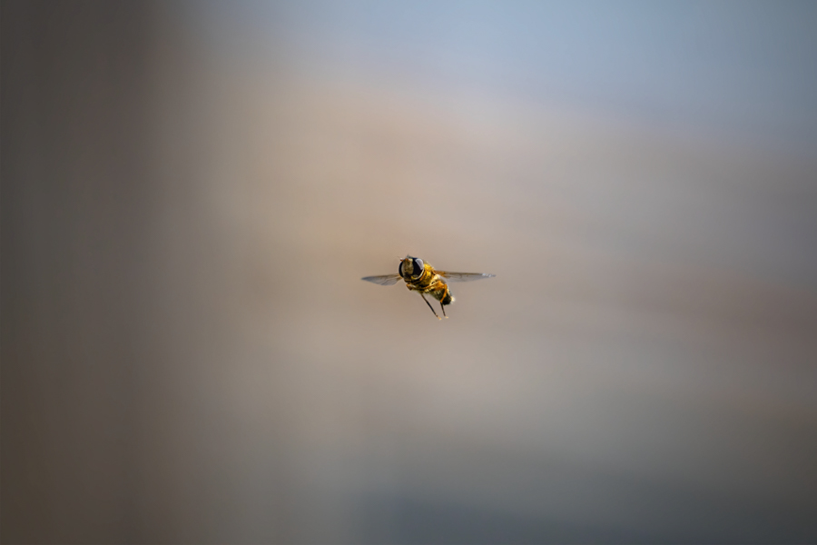 Syrphidae (dite mouche abeille) en vol stationnaire