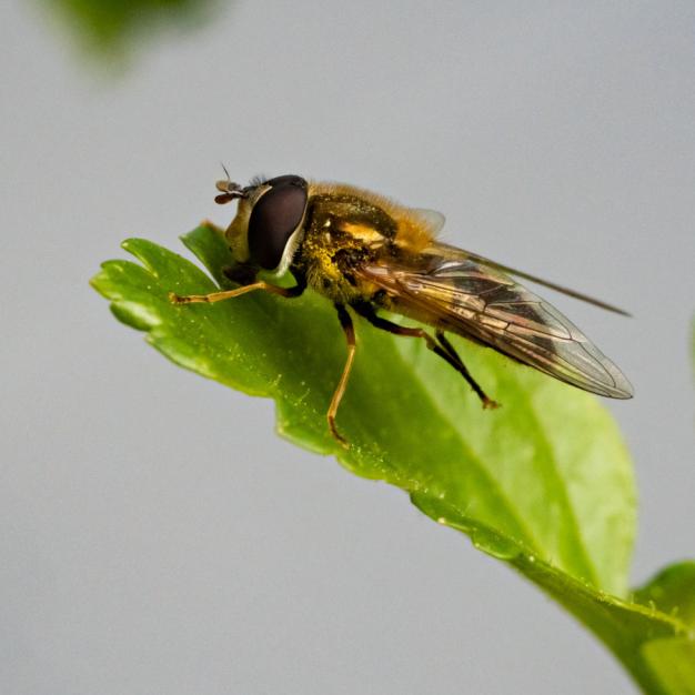 Syrphidae (dite mouche abeille)