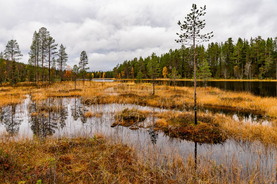Les roselières finlandaises en automne : une toile naturelle d'une beauté simple