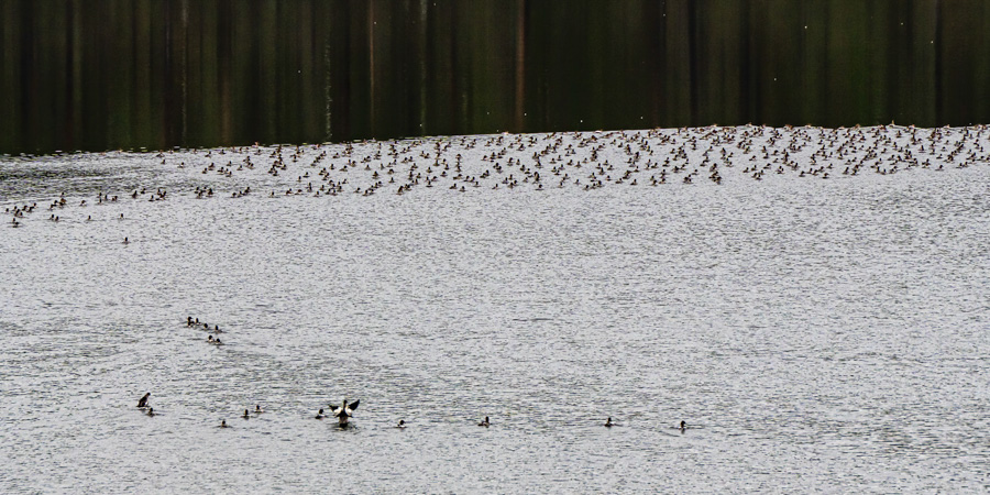 Le lac est envahi par des centaines de harles piettes, peuplant l'eau de leur présence animée