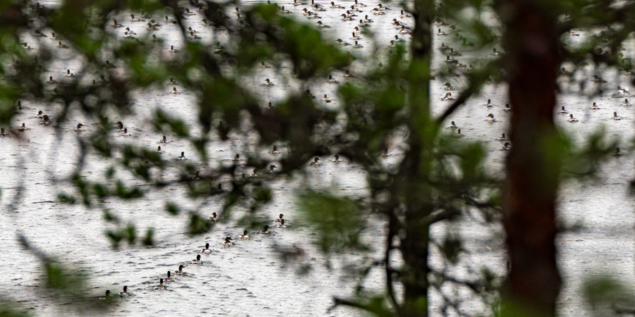 Un spectacle saisissant : des centaines de harles piettes se rassemblent sur le lac