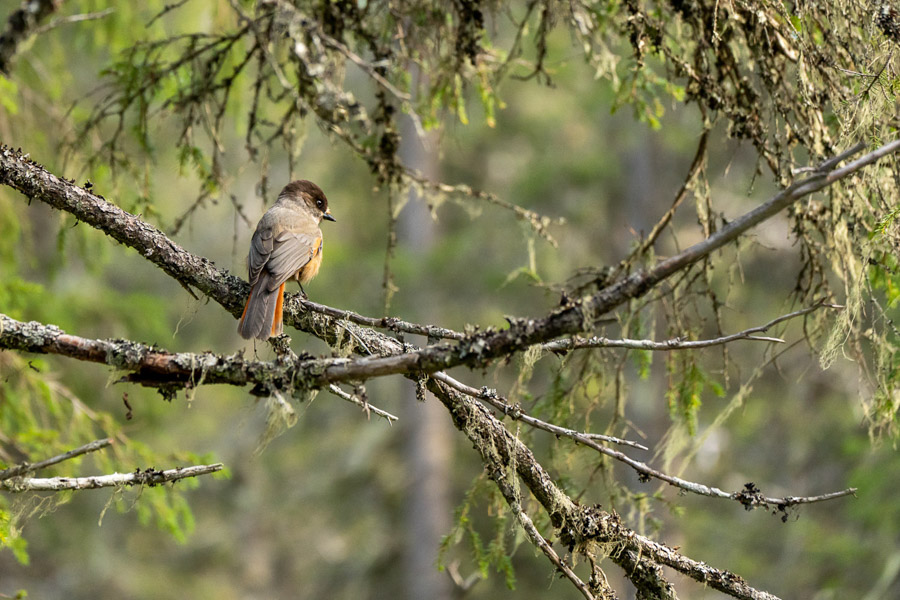Le mésangeai se laisse photographier, immobile sur sa branche, au cœur de l'automne finlandais