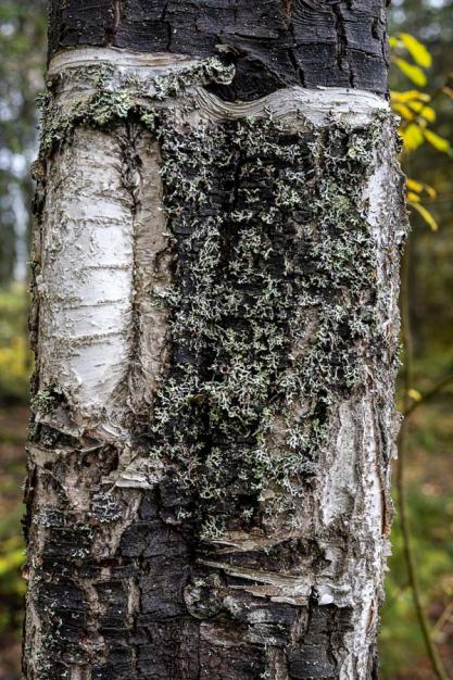 L'écorce de l'arbre accueille le lichen, formant un microcosme vivant