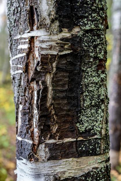 L'écorce de l'arbre devient une palette artistique où le lichen dessine ses propres motifs