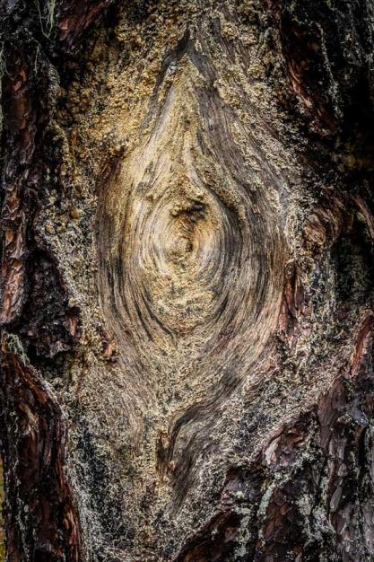 Noeud et les profondeurs des stries marquent les années de la croissance de l'arbre