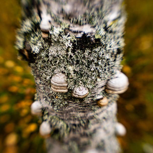 Une symbiose étonnante : les champignons s'épanouissent sur l'écorce de l'arbre