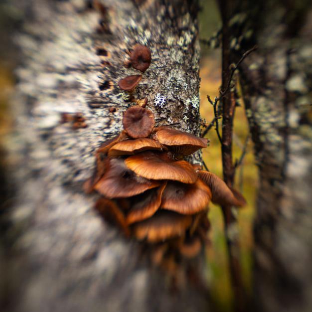 Des champignons s'accrochent à l'écorce de l'arbre, ajoutant une touche de couleur à son écorce