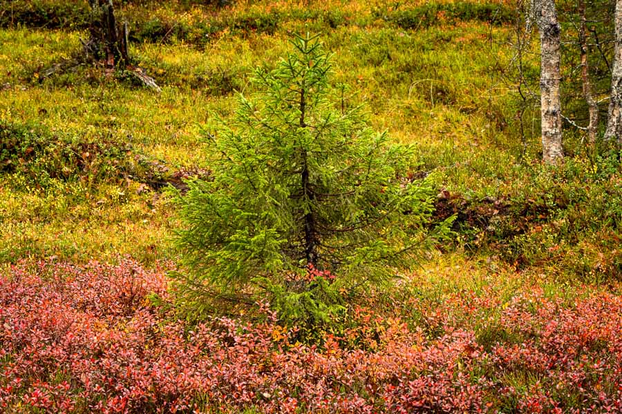 Nouvelle pousse d'arbre au milieu des myrtilliers avec leur feuillage coloré d'automne
