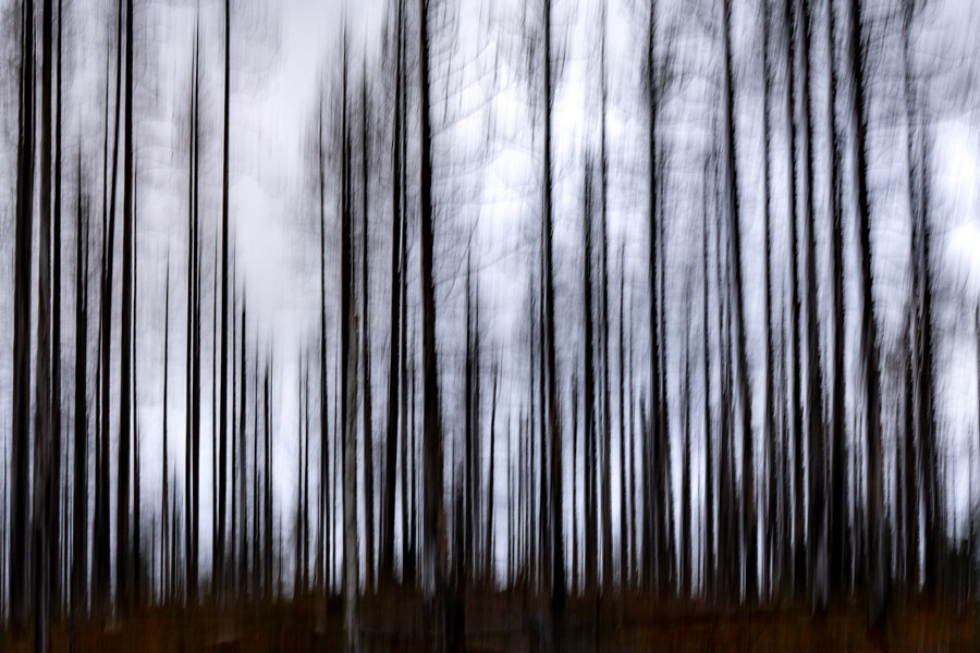Comme une fragilité, une évanescence de ces troncs d'arbres photographié en mouvement