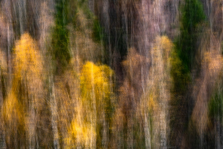 Fusion des couleurs de ces arbres en mouvement photographique