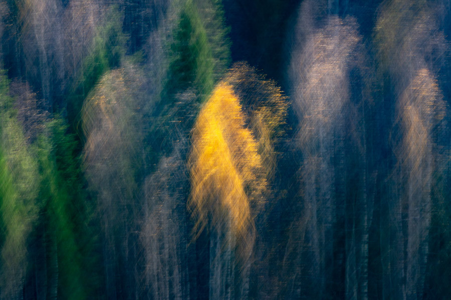 Isolé, ce bouleau photographié en mouvement se détache de son environnement forestier